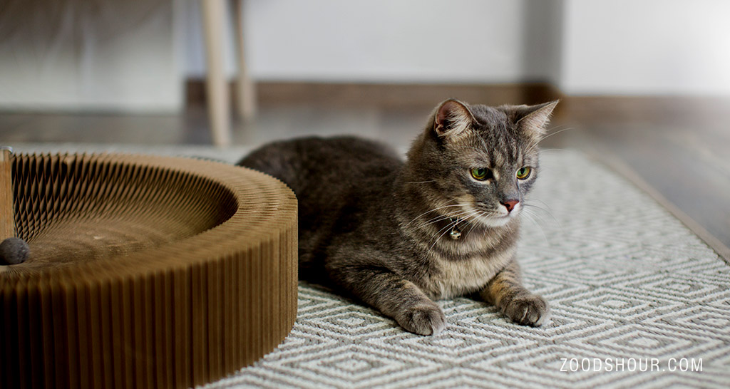 بهترین فرش برای صاحبان حیوان خانگی